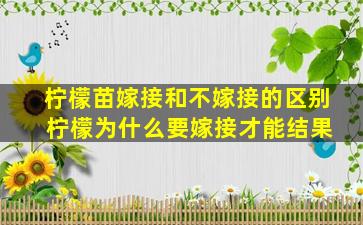 柠檬苗嫁接和不嫁接的区别 柠檬为什么要嫁接才能结果